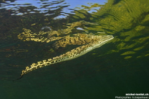 Young Adult Crocodile on the surface - Okavango Delta Riv... by Michel Lonfat 